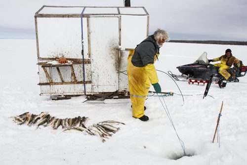 Fairford, Man. ice fisherman Frank Kenyon (left) draws in one of about 45 gill nets he's set on Lake Manitoba to take in his catch, while fisherman Randy Strawa (right) watches from atop a nearby snow machine. Many of the fish pictured here are not deemed to have enough market value for sale, and will therefore be left on the ice to rot or be eaten by crows and other wildlife. Tuesday, March 26, 2013. (REPORTER: BARTLEY KIVES) (JESSICA BURTNICK/WINNIPEG FREE PRESS)