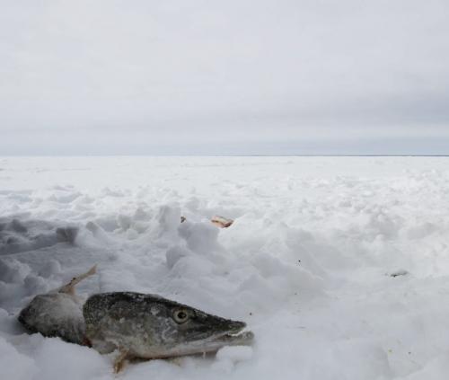 The discarded head and remains of a Northern Pike (also known as a jackfish) lays atop the frozen snow and ice of Lake Manitoba. The fishermen's offal is left behind on the ice to rot or be eaten by crows and other wildlife. Tuesday, March 26, 2013. (REPORTER: BARTLEY KIVES) (JESSICA BURTNICK/WINNIPEG FREE PRESS)