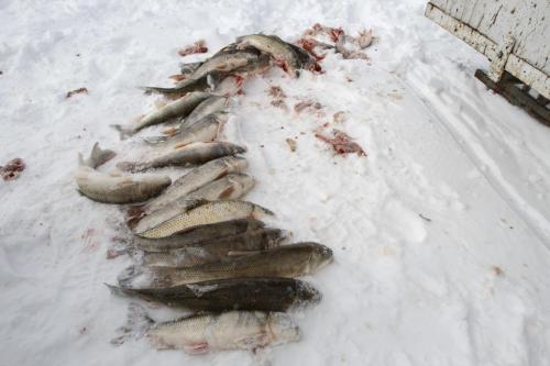Offal and undesirable fish species that do not fetch a high enough price for market will be left on the ice to rot or be eaten by crows and other wildlife. Tuesday, March 26, 2013. (REPORTER: BARTLEY KIVES) (JESSICA BURTNICK/WINNIPEG FREE PRESS)