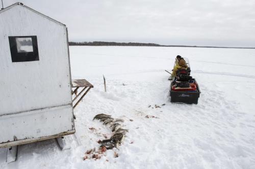 Fairford, Man. ice fisherman Randy Strawa sits atop a snow machine on Lake Manitoba after processing one of about 45 gill nets owned by local ice fisherman Frank Kenyon. Offal and undesirable fish species that do not fetch a high enough price for market will be left on the ice to rot or be eaten by crows and other wildlife. Tuesday, March 26, 2013. (REPORTER: BARTLEY KIVES) (JESSICA BURTNICK/WINNIPEG FREE PRESS)