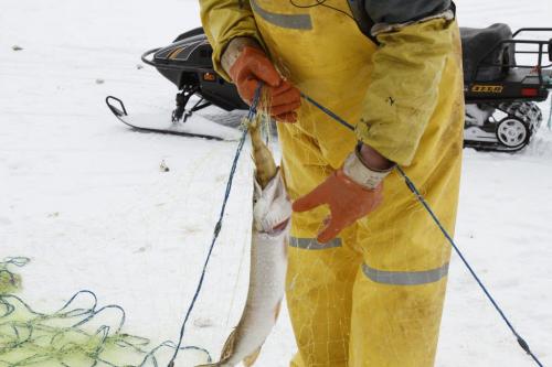 Fairford, Man. ice fisherman Frank Kenyon pulls in a two-for-one deal as this Northern Pike (also known as a jackfish) bit off more than it could chew when it chose to feast on a perch already trapped in this gill net. Tuesday, March 26, 2013. (REPORTER: BARTLEY KIVES) (JESSICA BURTNICK/WINNIPEG FREE PRESS)