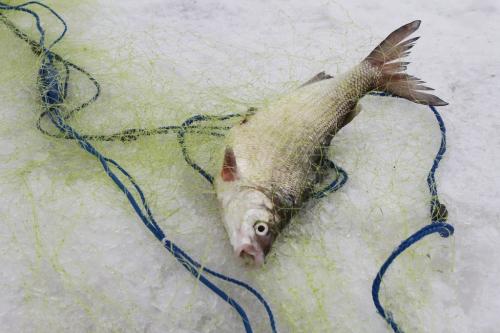 Offal and undesirable fish species caught in the fishermen's nets, such as this bottom feeder, that do not fetch a high enough price for market will be left on the ice to rot or be eaten by crows and other wildlife. Tuesday, March 26, 2013. (REPORTER: BARTLEY KIVES) (JESSICA BURTNICK/WINNIPEG FREE PRESS)
