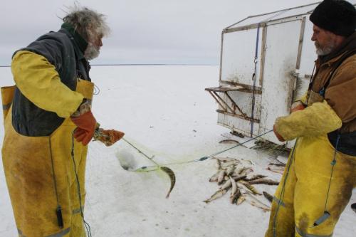 (Left to right) Fairford, Man. ice fishermen Frank Kenyon and Randy Strawa draw in one of around 45 nets they've set on Lake Manitoba. Tuesday, March 26, 2013. (REPORTER: BARTLEY KIVES) (JESSICA BURTNICK/WINNIPEG FREE PRESS)