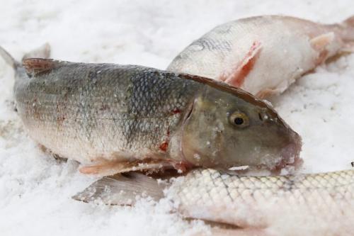 Whilst all fish species in Lake Manitoba are considered safe for human consumption, undesirable fish species that do not fetch a high enough price for market (such as the suckers pictured here) will be left on the ice to rot or be eaten by crows and other wildlife. Tuesday, March 26, 2013. (REPORTER: BARTLEY KIVES) (JESSICA BURTNICK/WINNIPEG FREE PRESS)