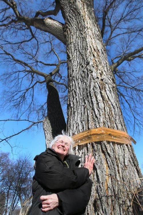 Patricia Kuzak who lives at 117 Tait Ave in West Kildonan stopped a city contracted construction crew today from excavating near giant 100 year old elm trees  She wants a arborist to determine if the trees roots will be damaged from digging and placing new storm sewer pipes so close to her vintage tree-See Ashley Prest story- April 04, 2013   (JOE BRYKSA / WINNIPEG FREE PRESS)