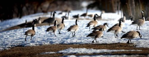A flock of newly arrived Canada Geese feeds patiently along the Red River at Lockport waiting the slow but soon to come spring thaw and breakup. April 4, 2013 - (Phil Hossack / Winnipeg Free Press)