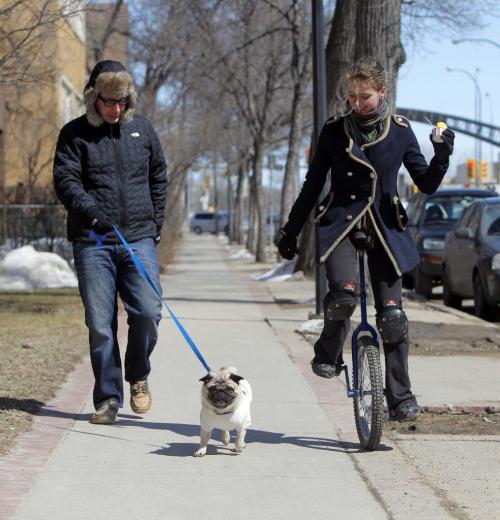 Marcelo Cohen walks his dog Bacon on Corydon Ave. as gelato wielding unicyclist Evie Henry cruses past. WEATHER STANDUP April 8, 2013  BORIS MINKEVICH / WINNIPEG FREE PRESS