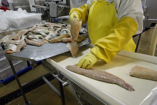 Northern Pike fillet line  - Freshwater Fish Marketing Corp. 1199 Plessis Rd.- the Winnipeg fish processing plant  receives fish from Manitoba commercial fishers  , processes and ships fish all over the world  - Bart Kives story - KEN GIGLIOTTI / April . 10 2013 / WINNIPEG FREE PRESS