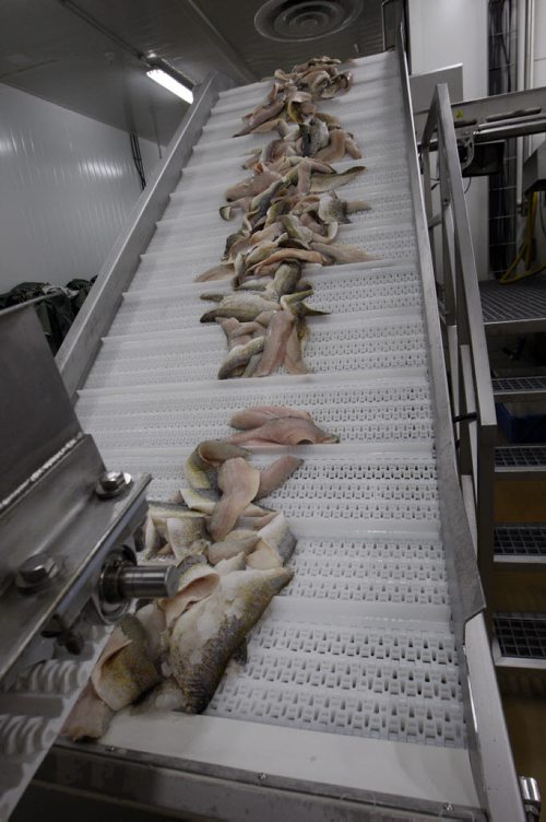 Fresh fish fillets for freezing - Freshwater Fish Marketing Corp. 1199 Plessis Rd.- the Winnipeg fish processing plant  receives fish from Manitoba commercial fishers  , processes and ships fish all over the world  - Bart Kives story - KEN GIGLIOTTI / April . 10 2013 / WINNIPEG FREE PRESS