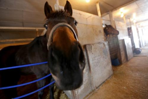 A horse in one of the stalls in a stable at the Assiniboia Downs, Wednesday, April 10, 2013. (TREVOR HAGAN/WINNIPEG FREE PRESS)