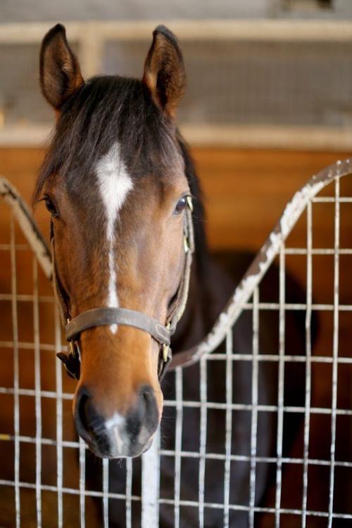 A horse in one of the stalls in a stable at the Assiniboia Downs, Wednesday, April 10, 2013. (TREVOR HAGAN/WINNIPEG FREE PRESS)