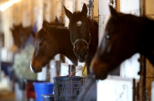 Horses in their stalls in a stable at the Assiniboia Downs, Wednesday, April 10, 2013. (TREVOR HAGAN/WINNIPEG FREE PRESS)