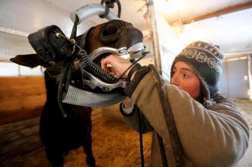 Trainer, Lise Pruitt with Slipper Sue while she having some dental work done in a stable at Assiniboia Downs, Wednesday, April 10, 2013. (TREVOR HAGAN/WINNIPEG FREE PRESS)