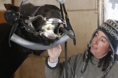 Trainer, Lise Pruitt with a filly, Something Positive, while she having some dental work done in a stable at Assiniboia Downs, Wednesday, April 10, 2013. (TREVOR HAGAN/WINNIPEG FREE PRESS)