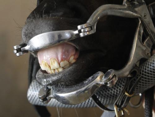 Slipper Sue, a filly in a stable at Assiniboine Downs, having a dental check up, Wednesday, April 10, 2013. (TREVOR HAGAN/WINNIPEG FREE PRESS)