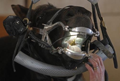 A filly, Something Positive, while she having some dental work done in a stable at Assiniboia Downs, Wednesday, April 10, 2013. (TREVOR HAGAN/WINNIPEG FREE PRESS)