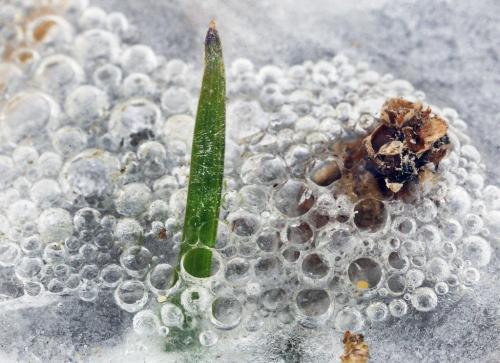On Hold  A new blade of grass is frozen in water in Assiniboine Park as lows are still below zero in Winnipeg  The best we get in the future is a high of 3C on Saturday- Standup Photo- April 11, 2013   (JOE BRYKSA / WINNIPEG FREE PRESS)