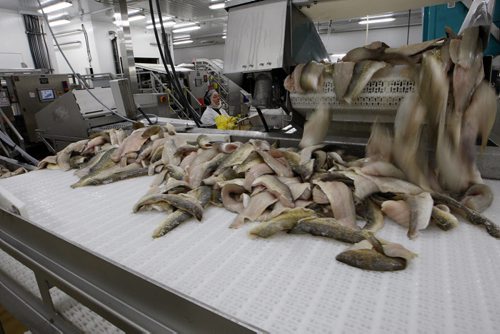 Fish fillets fall off conveyor  in the modernized plant .Freshwater Fish Marketing Corp. 1199 Plessis Rd.- the Winnipeg fish processing plant  receives fish from Manitoba commercial fishers  , processes and ships fish all over the world  - Bart Kives story - KEN GIGLIOTTI / April . 10 2013 / WINNIPEG FREE PRESS