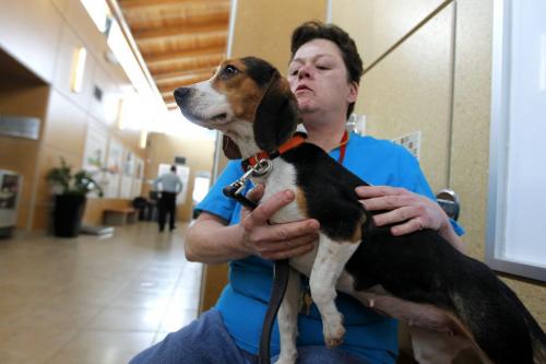 Jewel the female Beagle with Winnipeg Humane Society volunteer Tara St. Laurent, who is a ctually a cat cuddler but agreed to pose with the loveable dog. April 12, 2013  BORIS MINKEVICH / WINNIPEG FREE PRESS