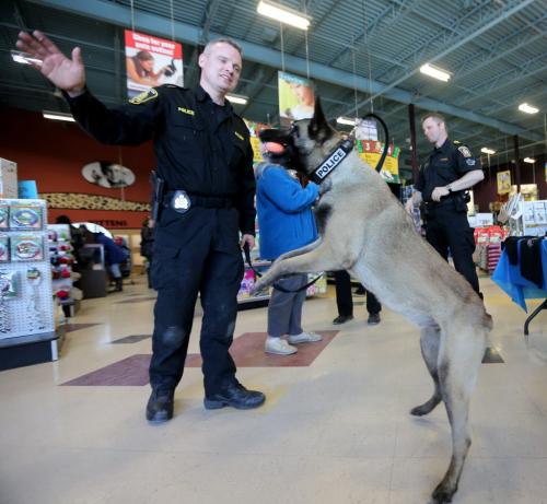 Const. Dan Leveille plays with Mya, a Winnipeg Police Service K-9 Unit dog at Petland on Regent Avenue, Saturday, April 13, 2013. The unit was there selling t-shirts to raise funds for the police dog retirement and vest fund. (TREVOR HAGAN/WINNIPEG FREE PRESS)