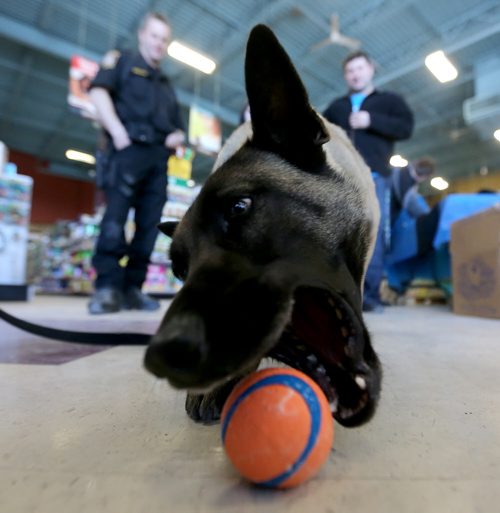 Sgt. Dave Bessason, left, with Mya, a Winnipeg Police Service K-9 Unit dog at Petland on Regent Avenue, Saturday, April 13, 2013. The unit was there selling t-shirts to raise funds for the police dog retirement and vest fund. (TREVOR HAGAN/WINNIPEG FREE PRESS)