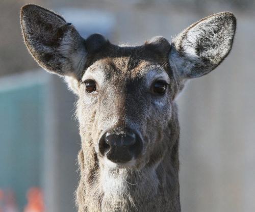 Uncle Buck - A young buck stops to smell Thursday morning at Assiniboine Park Some green grass may start growing soon as next week a high of 9C is predicted for Wednesday- Standup Photo- April 18, 2013   (JOE BRYKSA / WINNIPEG FREE PRESS)