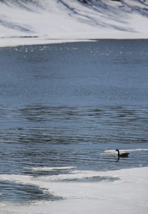 A Canada Goose sitting in open water on the Red River, seen from Churchill Drive facing west near Osborne Street South, Thursday, April 18, 2013. (TREVOR HAGAN/WINNIPEG FREE PRESS)