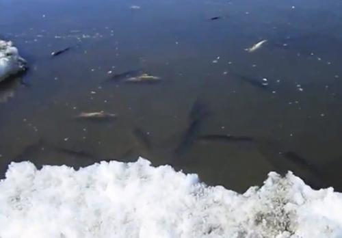 Screen grab of dying fish in Lake of the Prairies. Kirk Lyttle video.
