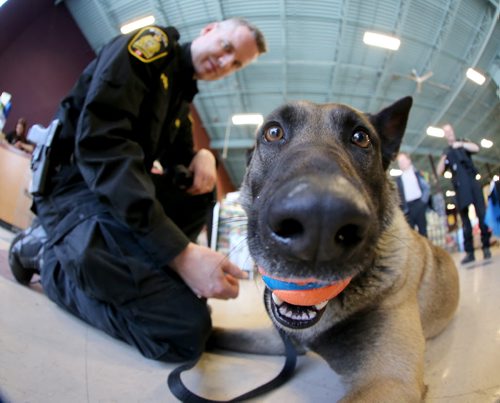 Const. Dan Leveille plays with Mya, a Winnipeg Police Service K-9 Unit dog at Petland on Regent Avenue, Saturday, April 13, 2013. The unit was there selling t-shirts to raise funds for the police dog retirement and vest fund. (TREVOR HAGAN/WINNIPEG FREE PRESS)