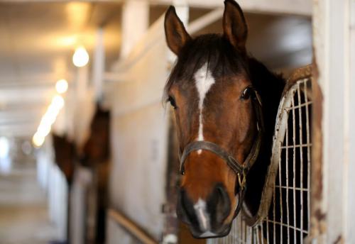 A horse in one of the stalls in a stable at the Assiniboia Downs, Wednesday, April 10, 2013. (TREVOR HAGAN/WINNIPEG FREE PRESS)