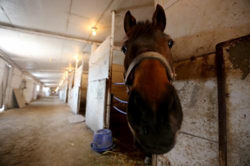 A horse in one of the stalls in a stable at the Assiniboia Downs, Wednesday, April 10, 2013. (TREVOR HAGAN/WINNIPEG FREE PRESS)