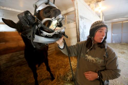 Trainer, Lise Pruitt, with Slipper Sue while she having some dental work done in a stable at Assiniboia Downs, Wednesday, April 10, 2013. (TREVOR HAGAN/WINNIPEG FREE PRESS)