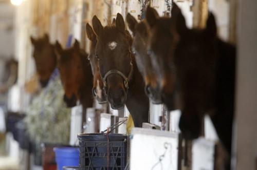 Horses in their stalls in a stable at the Assiniboia Downs, Wednesday, April 10, 2013. (TREVOR HAGAN/WINNIPEG FREE PRESS)