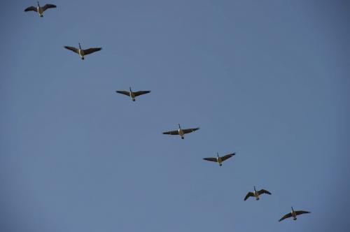 DAVID LIPNOWSKI / WINNIPEG FREE PRESS (Saturday April 20, 2013) A flock of Canada Geese fly over the city Saturday morning.