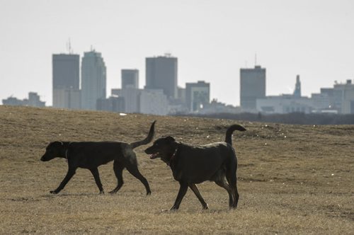 DAVID LIPNOWSKI / WINNIPEG FREE PRESS (Saturday April 20, 2013) Dogs run atop Westview Park on a chilly Saturday morning with the Winnipeg downtown skyline in the background.