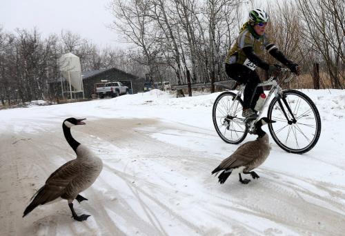 A cyclist passes geese during FortWhyte AliveÄôs EcoAdventure Race. The race is a multi-sport adventure race that includes paddling, running, orienteering and cycling over a 35K course through FortWhyte Alive and Assiniboine Park. Sunday, April 21, 2013. (TREVOR HAGAN/WINNIPEG FREE PRESS)