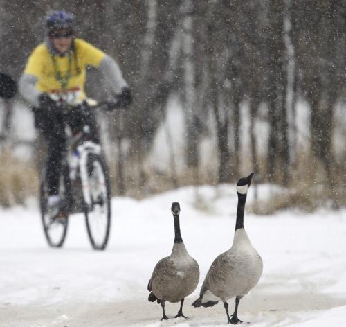 A cyclist approaches geese during FortWhyte AliveÄôs EcoAdventure Race. The race is a multi-sport adventure race that includes paddling, running, orienteering and cycling over a 35K course through FortWhyte Alive and Assiniboine Park. Sunday, April 21, 2013. (TREVOR HAGAN/WINNIPEG FREE PRESS)