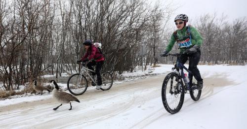 Cyclists pass geese during FortWhyte AliveÄôs EcoAdventure Race. The race is a multi-sport adventure race that includes paddling, running, orienteering and cycling over a 35K course through FortWhyte Alive and Assiniboine Park. Sunday, April 21, 2013. (TREVOR HAGAN/WINNIPEG FREE PRESS)