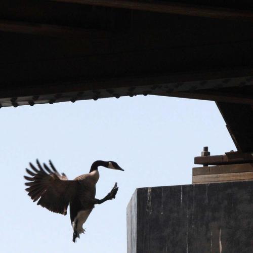 Clear for Landing A Canada goose comes in for a landing on a railway bridge Monday over the Red River-Standup Photo- April 22, 2013   (JOE BRYKSA / WINNIPEG FREE PRESS)