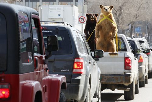 April 22, 2013 - 130422  -  The traffic congestion was bearish on Main Street Monday, April 22, 2013. John Woods / Winnipeg Free Press