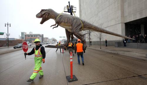 Workers warn traffic Wednesday morning as T. Rex took its final walk down Main Street. And with this last stroll, Dinosaurs Unearthed's Winnipeg run will officially end. While there were rumours that T.Rex was simply tired of the never-ending cold weather, the real reason for its departure is a new contractual engagement with the Exploration Place in Wichita, Kansas. Since opening on October 6, 2012, Dinosaurs Unearthed has seen more than 80,000 visitors pass through its doors, the highest-attended paid temporary exhibition in the Museum's 42-year history. This number also includes a record Spring Break week, where the Museum attendance doubled over the previous year. Dinosaurs Unearthed officially closed its doors on April 21 after a two-week extension. Dinosaurs Unearthed has also been selected as a finalist for a Tourism Winnipeg's Award of Distinction for the marketing impact of the exhibition in our city. April 24, 2013 - (Phil Hossack / Winnipeg Free Press)