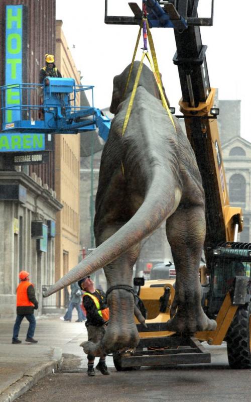 Workers move T. Rex took its final walk down Main Street. And with this last stroll, Dinosaurs Unearthed's Winnipeg run will officially end. While there were rumours that T.Rex was simply tired of the never-ending cold weather, the real reason for its departure is a new contractual engagement with the Exploration Place in Wichita, Kansas. Since opening on October 6, 2012, Dinosaurs Unearthed has seen more than 80,000 visitors pass through its doors, the highest-attended paid temporary exhibition in the Museum's 42-year history. This number also includes a record Spring Break week, where the Museum attendance doubled over the previous year. Dinosaurs Unearthed officially closed its doors on April 21 after a two-week extension. Dinosaurs Unearthed has also been selected as a finalist for a Tourism Winnipeg's Award of Distinction for the marketing impact of the exhibition in our city. April 24, 2013 - (Phil Hossack / Winnipeg Free Press)