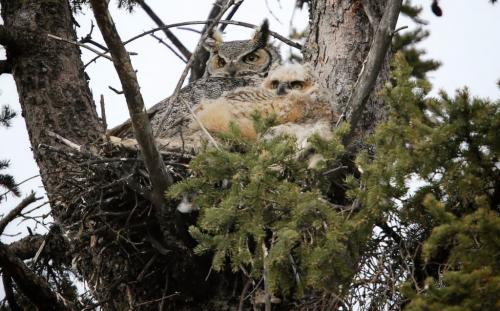 A mother Great Horned Owl and her approximately 30 day old offspring, high up in a nest in Assiniboine Park, Saturday, April 27, 2013. (TREVOR HAGAN/WINNIPEG FREE PRESS)