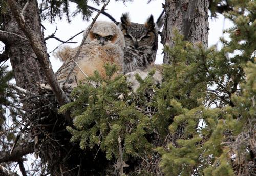 A 31 day old Great Horned Owl and its mother in a nest in a tree in Assiniboine Park, Saturday, April 27, 2013. (TREVOR HAGAN/WINNIPEG FREE PRESS)