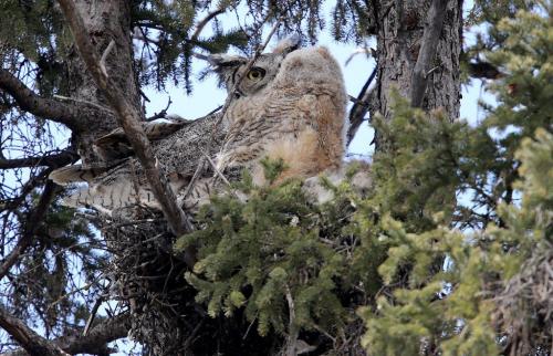 A 31 day old Great Horned Owl and its mother in a nest in a tree in Assiniboine Park, Saturday, April 27, 2013. (TREVOR HAGAN/WINNIPEG FREE PRESS)
