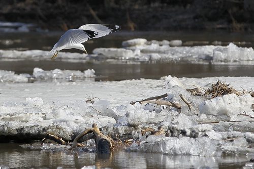 April 28, 2013 - 130428  - A gull prepares to land on an ice pack at the Forks in Winnipeg Sunday, April 28, 2013. Winnipeg awoke to closed river trails and high water as warmer temperatures raised the Red and Assiniboine rivers. John Woods / Winnipeg Free Press