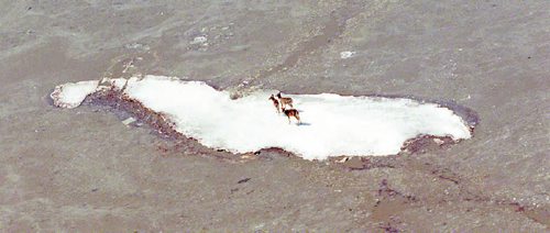 FLOOD OF 1997 photo winnipeg free press