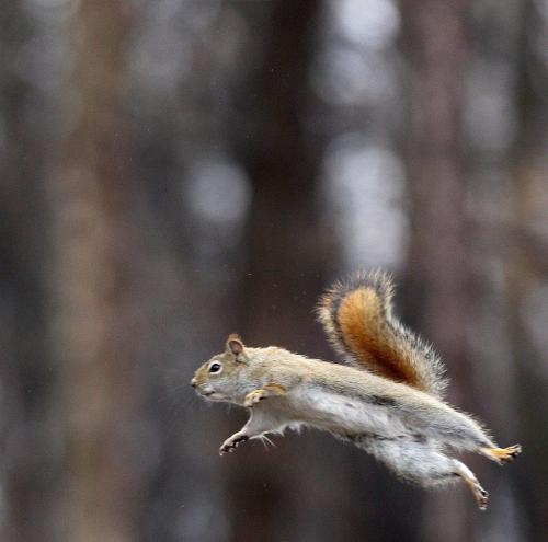 Flying squirrel #13 @ Kildoanan Park-Standup photo - April 30, 2012   (JOE BRYKSA / WINNIPEG FREE PRESS)
