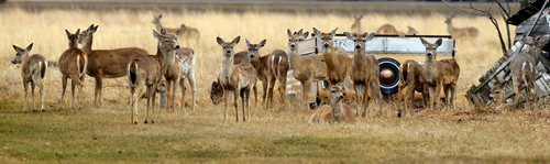 A herd of young deer pose for a photo in Morris, Manitoba. April 30, 2013  BORIS MINKEVICH / WINNIPEG FREE PRESS