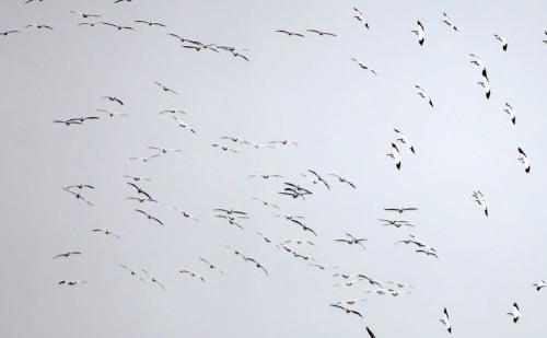 A squadron of Pelicans over the Red River in Morris, Manitoba. April 30, 2013  BORIS MINKEVICH / WINNIPEG FREE PRESS